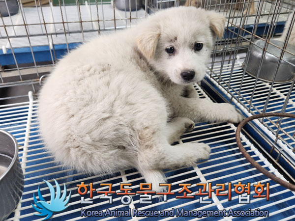 한국동물구조관리협회_441406202300527